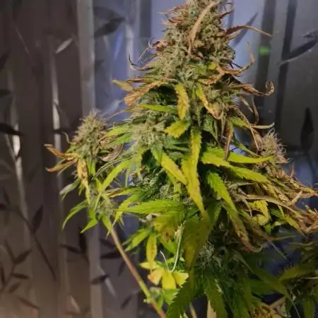 Auto Fractal #3 - Divine Seeds -GlAuCo25