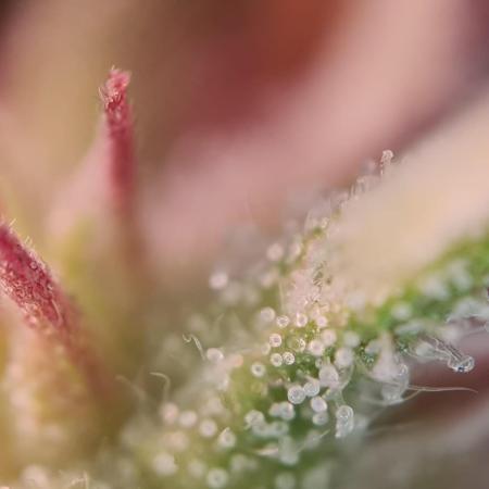 Auto Fractal #2 - Divine Seeds -GlAuCo25