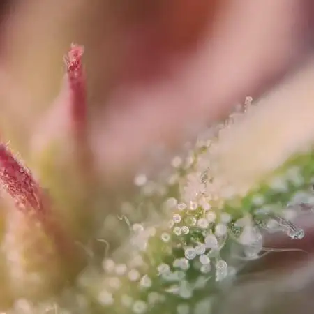 Auto Fractal #2 - Divine Seeds -GlAuCo25