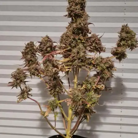 Auto Fractal #1 - Divine Seeds -GlAuCo25