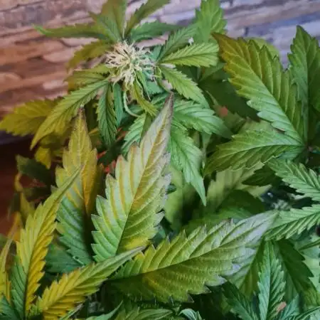Auto Black Opium - Divine Seeds GlAuCo25