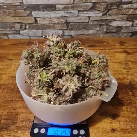 Auto Fractal #1 - Divine Seeds -GlAuCo25