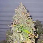 Auto Fractal #3 - Divine Seeds -GlAuCo25