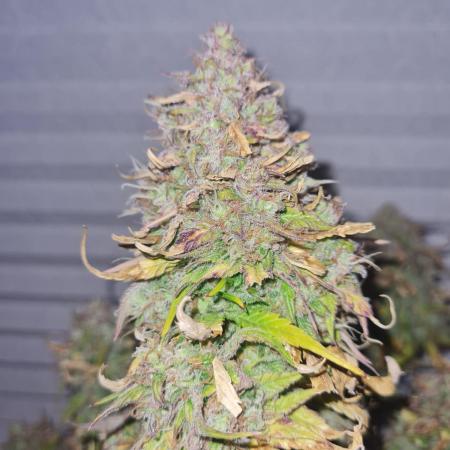 Auto Fractal #3 - Divine Seeds -GlAuCo25