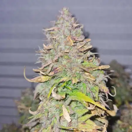 Auto Fractal #3 - Divine Seeds -GlAuCo25