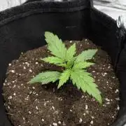 Frosted Guava Automatic, Seed Supplier