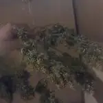 GMO Auto, Barney's Farm