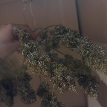 GMO Auto, Barney's Farm