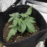 Frosted Guava Automatic, Seed Supplier