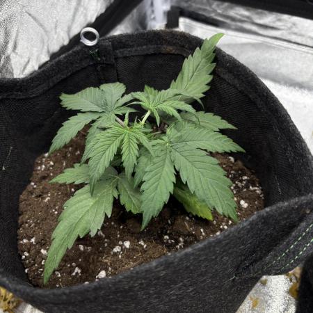 Frosted Guava Automatic, Seed Supplier