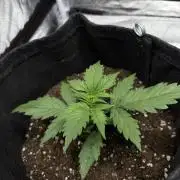 Frosted Guava Automatic, Seed Supplier