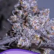 Frozen Black Cherry Auto Anesia seeds