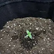 Frosted Guava Automatic, Seed Supplier