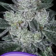 Auto Future #1 Anesia seeds