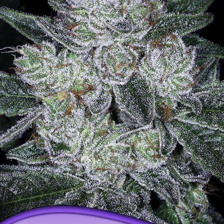 Auto Future #1 Anesia seeds