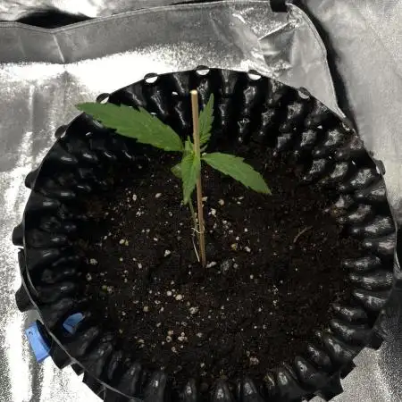 GMO Auto, Barney's Farm