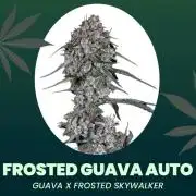 Frosted Guava Automatic, Seed Supplier