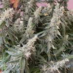 Seedsman Freebies