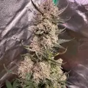 Blackberry Gum Auto 1