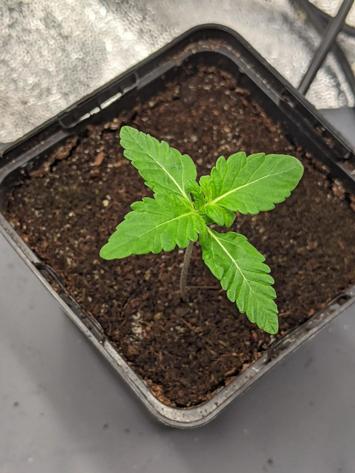 GCx 9 LED by Greenception grow lamp. Lighting information- GrowDiaries