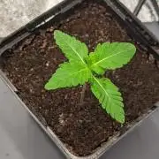 Indoor-Winter 2026 nur LED-Licht