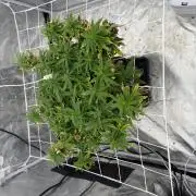 Chocolate rainbow XXL