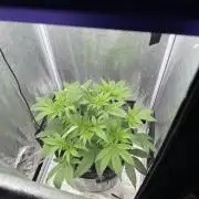 Somango / 60x60 / 200w