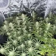 90x90 /420 w/ Best Breeders,Top Strain