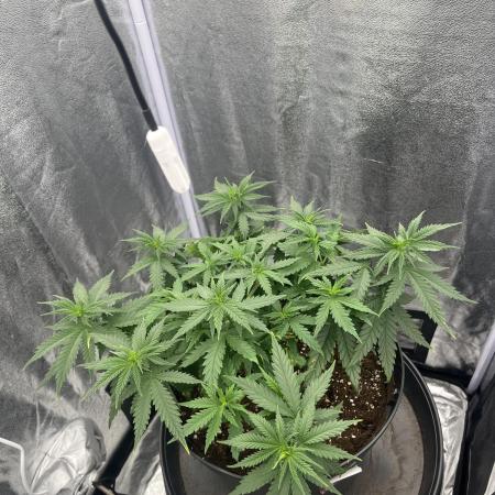 Chocolate rainbow XXL