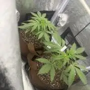 Amnesia Lemon + Critical Widow