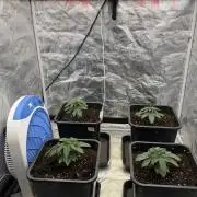 90x90 / Purple Cookie Kush 420w