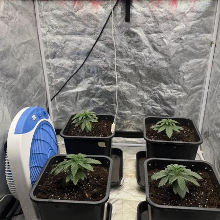 90x90 / Purple Cookie Kush 420w