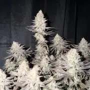 Amnesia Lemon  + Critical Widow