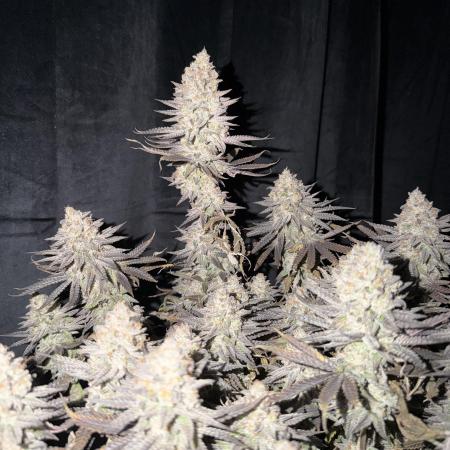 Amnesia Lemon  + Critical Widow