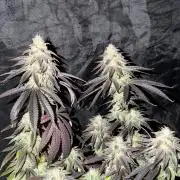 6 x 3,4l / 200w (SensiSeed)