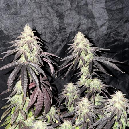 6 x 3,4l / 200w (SensiSeed)