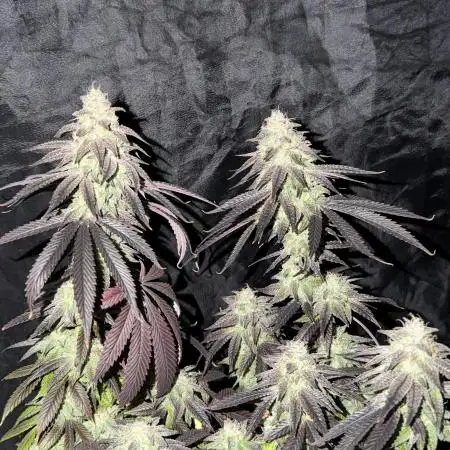 6 x 3,4l / 200w (SensiSeed)