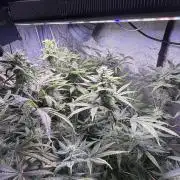 Somango / 120x60 / 310w