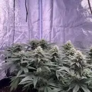 120x60/ Critical Widow/ 310w