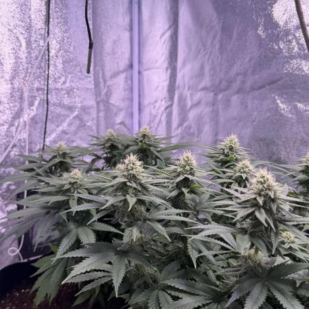 120x60/ Critical Widow/ 310w