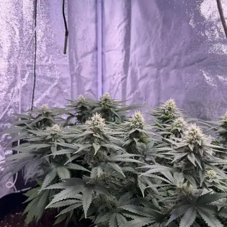 120x60/ Critical Widow/ 310w