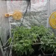90x90 / Purple Cookie Kush 420w