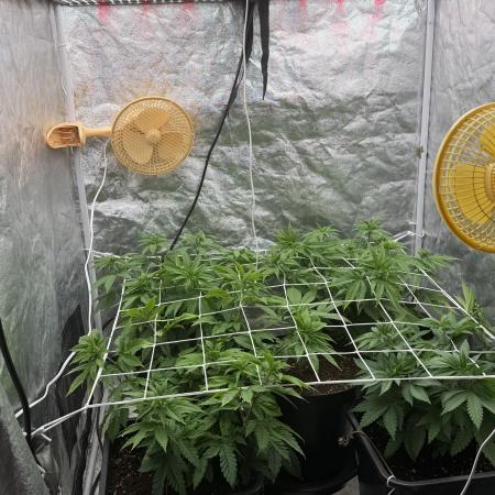 90x90 / Purple Cookie Kush 420w