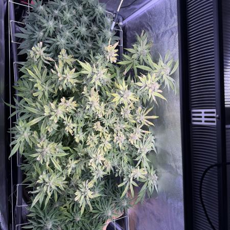 Mix DWC 34 l / Soil 12l 🌊vs??
