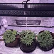 120x60/ Critical Widow/ 310w