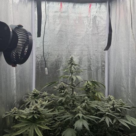 6 x 3,4l / 200w (SensiSeed)