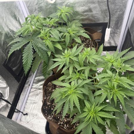 Amnesia Lemon + Critical Widow