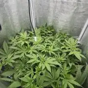 Somango / 60x60 / 200w