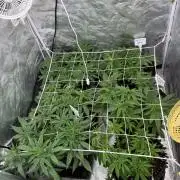 90x90 / 420 w / Mixed Strains