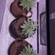 120x60/ Critical Widow/ 310w